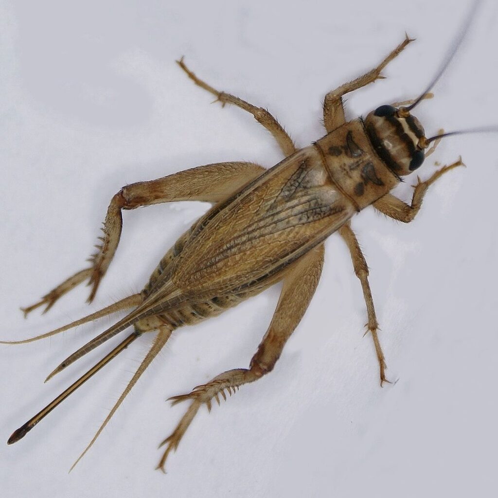 The World of Crickets: 8 Types to Look Out For