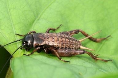 Field Cricket (Gryllus spp.)