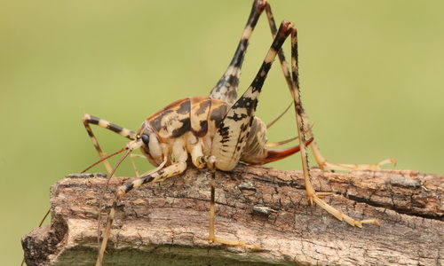 Camel Cricket (Rhaphidophoridae)