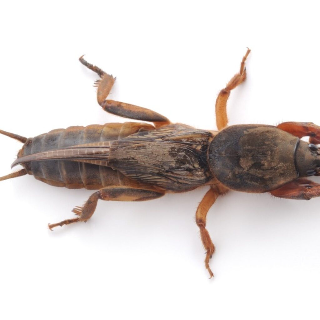 Mole Cricket (Gryllotalpidae)