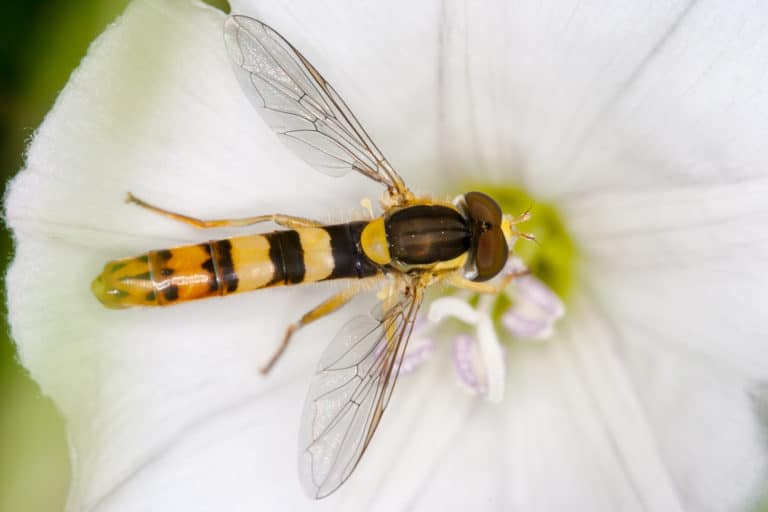 A Hoverfly (Syrphidae) 