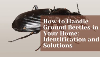 How to Handle Ground Beetles in Your Home: Identification and Solutions