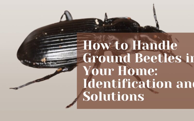 How to Handle Ground Beetles in Your Home: Identification and Solutions