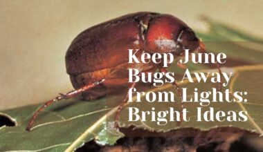 Keep June Bugs Away from Lights: Bright Ideas