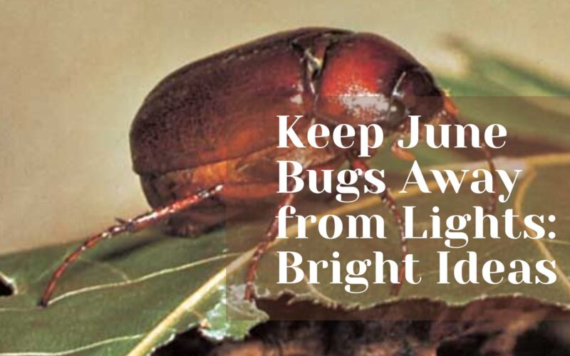 Keep June Bugs Away from Lights: Bright Ideas