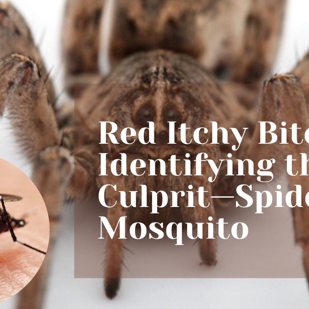 Red Itchy Bites: Identifying the Culprit—Spider or Mosquito - Pesticontrol