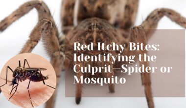 Red Itchy Bites: Identifying the Culprit—Spider or Mosquito