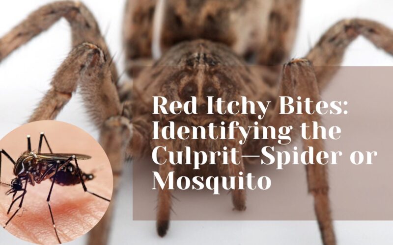 Red Itchy Bites: Identifying the Culprit—Spider or Mosquito