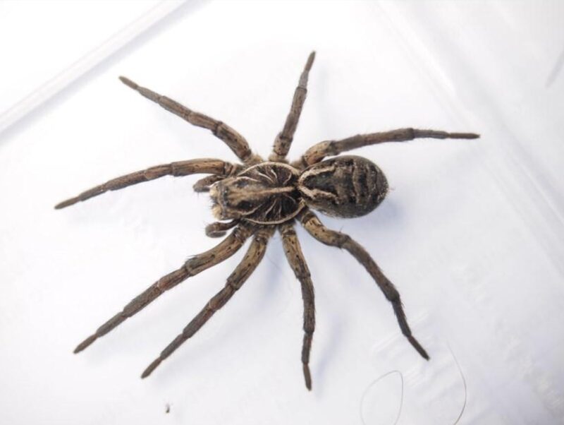 Venomous Spider Bites: Identifying And Treating