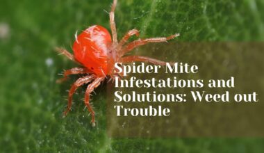 Spider Mite Infestations and Solutions: Weed out Trouble