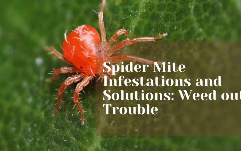 Spider Mite Infestations and Solutions: Weed out Trouble