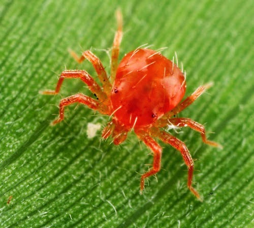 Spider Mites