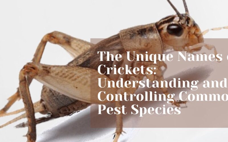 The Unique Names of Crickets: Understanding and Controlling Common Pest Species