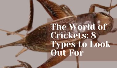 The World of Crickets: 8 Types to Look Out For