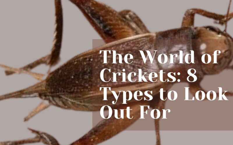 The World of Crickets: 8 Types to Look Out For