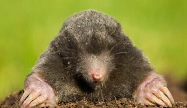 Moles Indoors