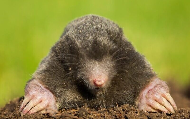 Moles Indoors