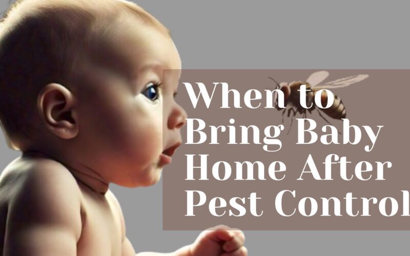 When to bring baby home after pest control