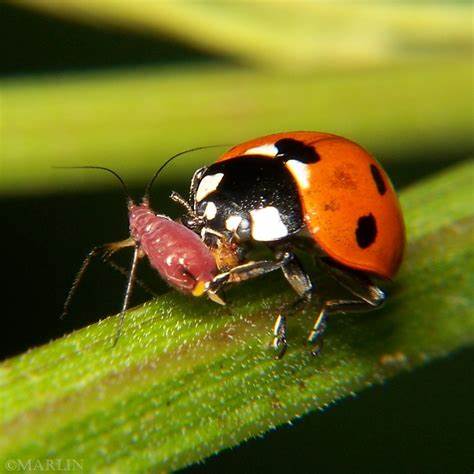 5 Aphid Predators for pest Control