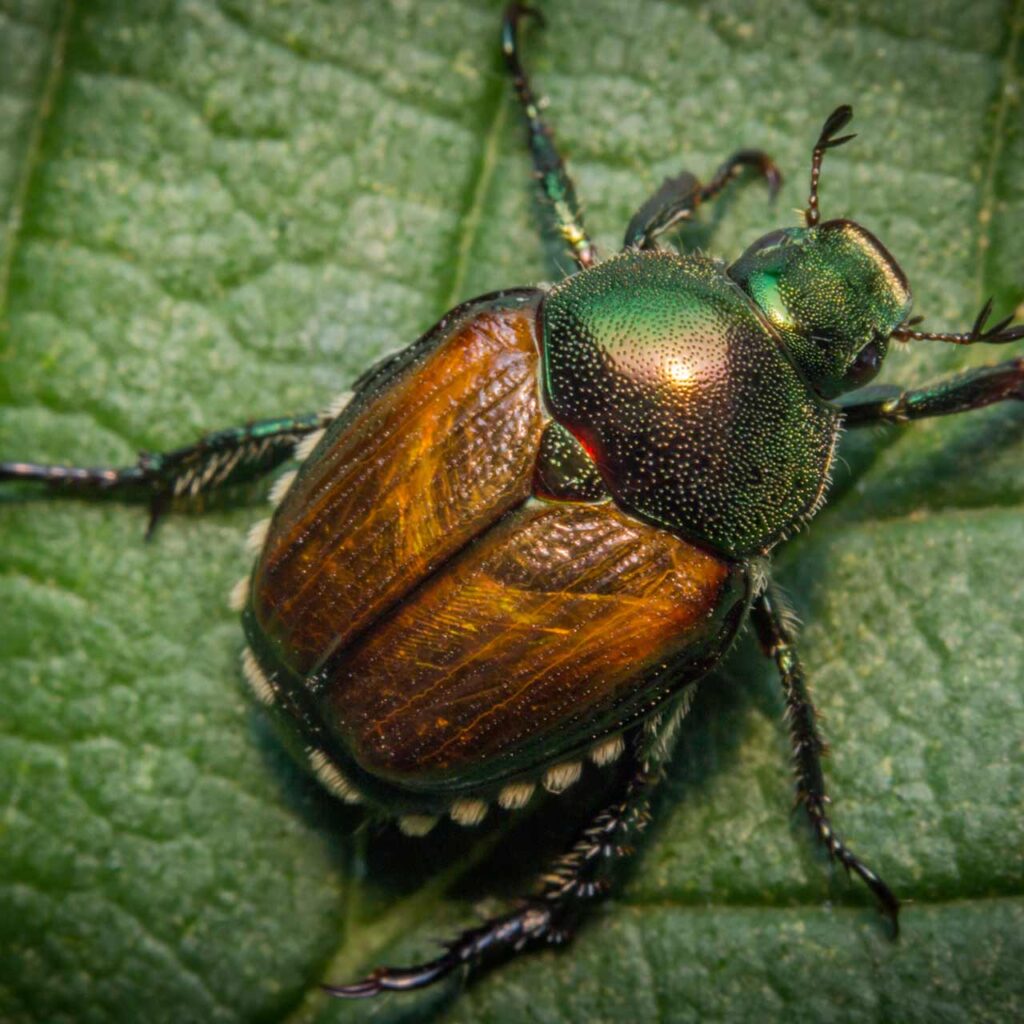 A Beetle