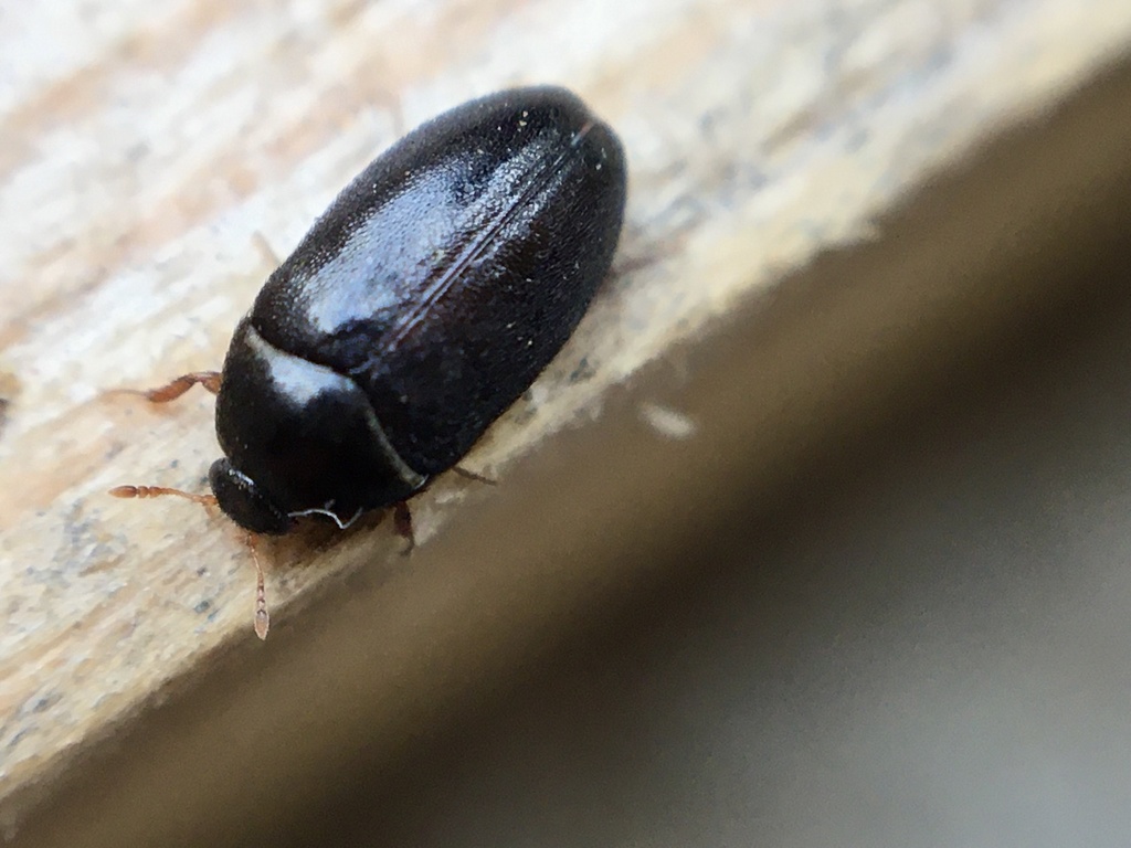 A Black Bug