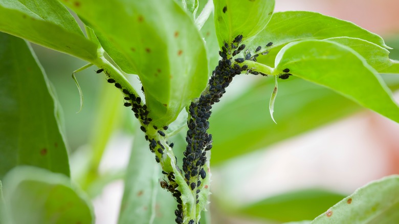 Black Small Bugs