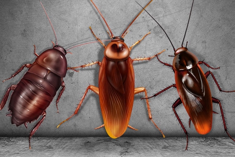 Bugs that look like cockroaches: Identifying the sneaky bugs - Pesticontrol