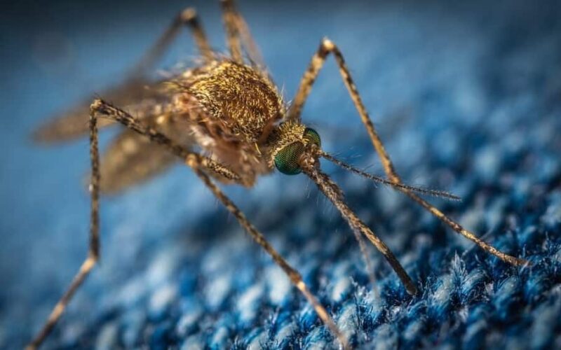 Can Mosquitoes Bite Through Clothes