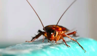 In line of roach: a close look at cockroach bite