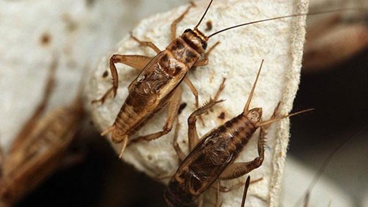 The Unique Names of Crickets: Understanding and Controlling Common Pest Species