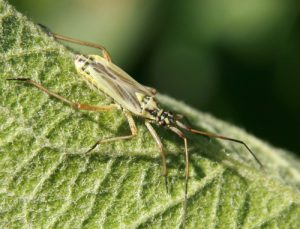 A Damsel Bug (Nabidae)