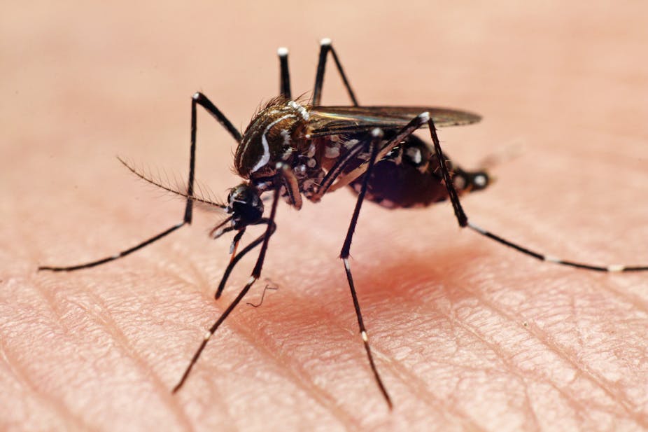 Mosquito-Borne Diseases And Prevention