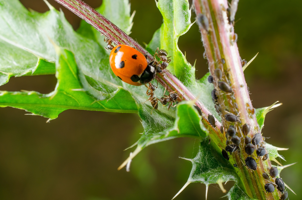 Genetic Biocontrol Agents