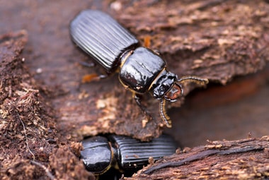 How to Handle Ground Beetles in Your Home: Identification and Solutions