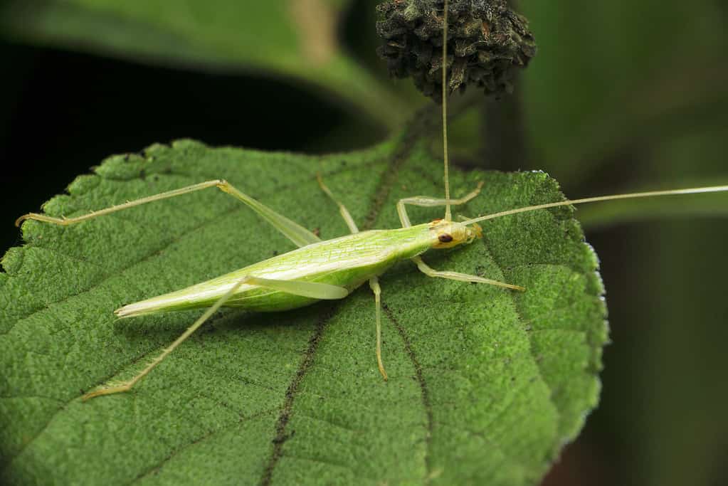 Tree Cricket (Oecanthinae)