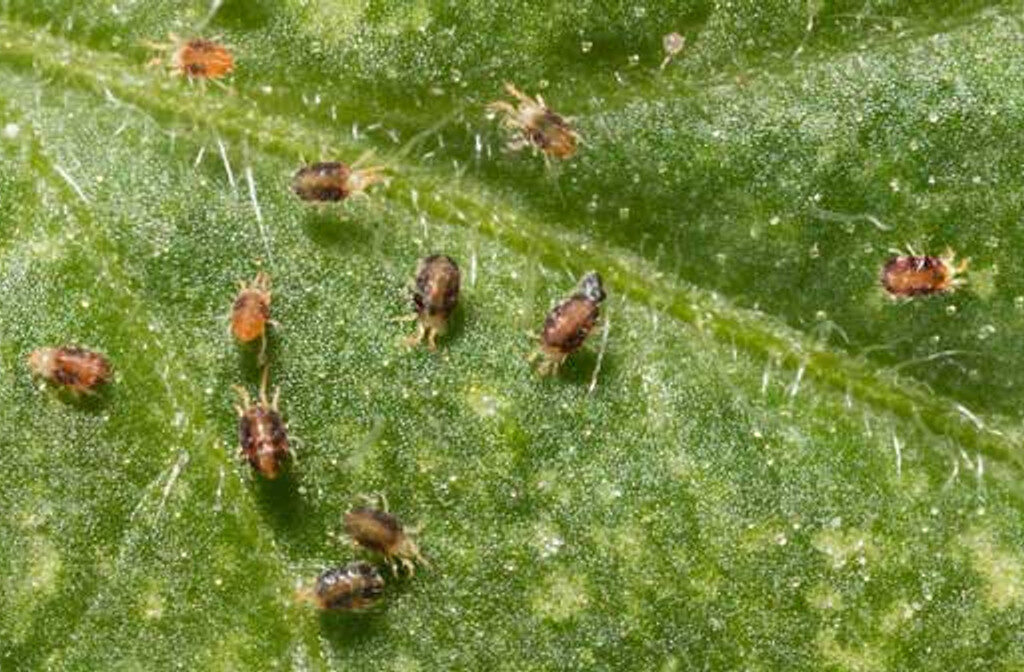 Spider Mite Infestations and Solutions: Weed out Trouble