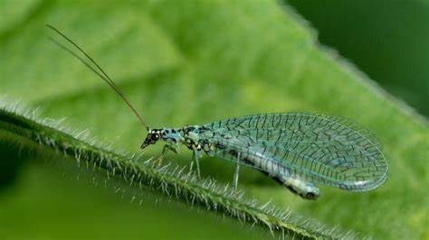 A Lacewing (Chrysopidae)