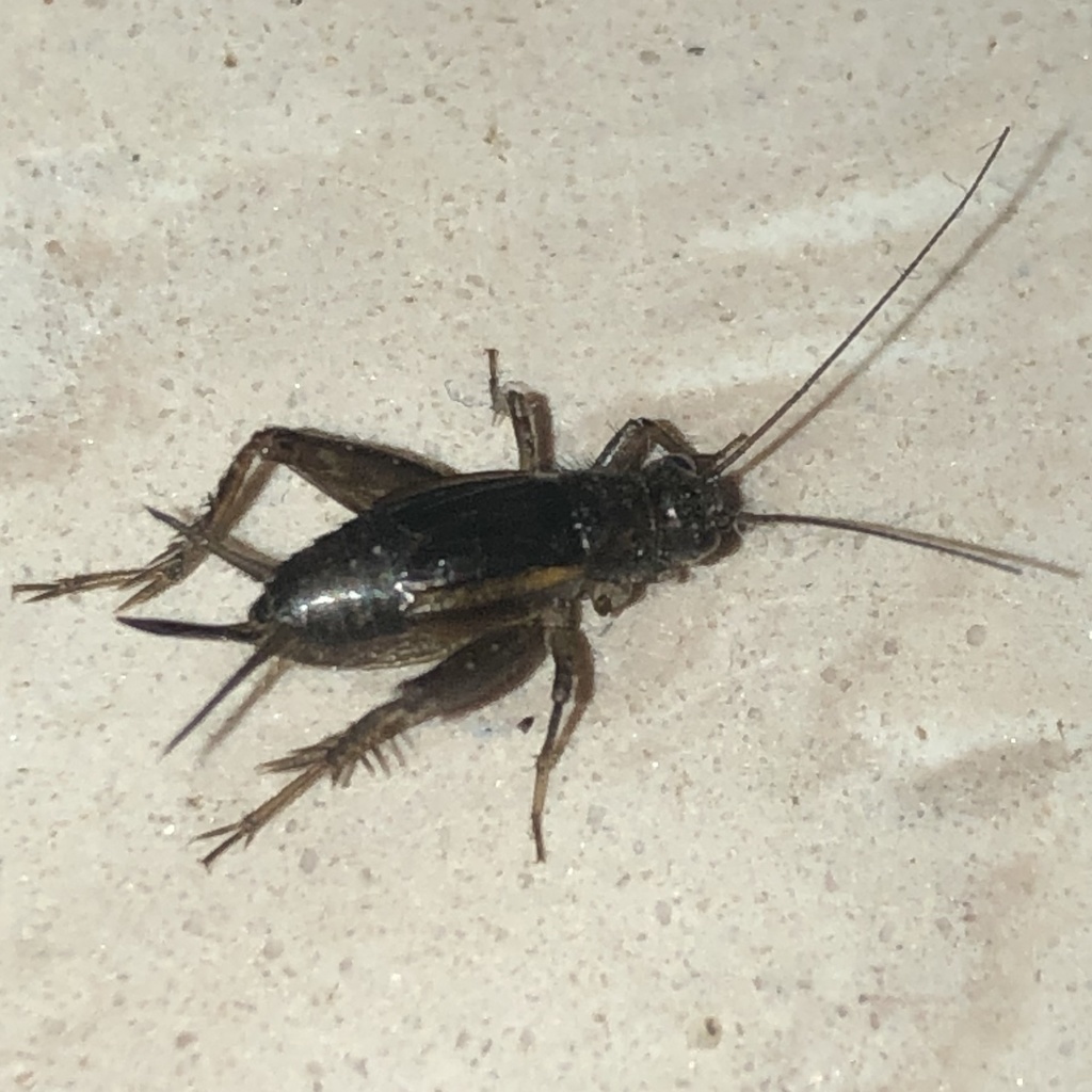 Ground Cricket (Nemobiinae)