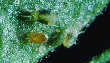 Spider Mite Predators