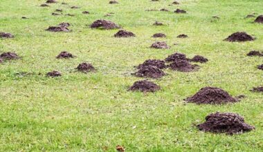 Strategies to Combat Mole Damage to lawn