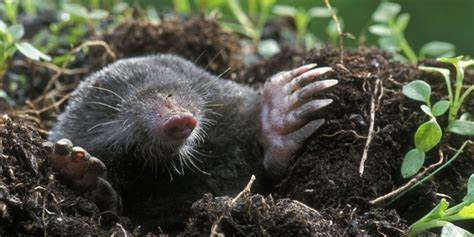 Do Moles Really Bite