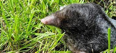 Do Moles Really Bite