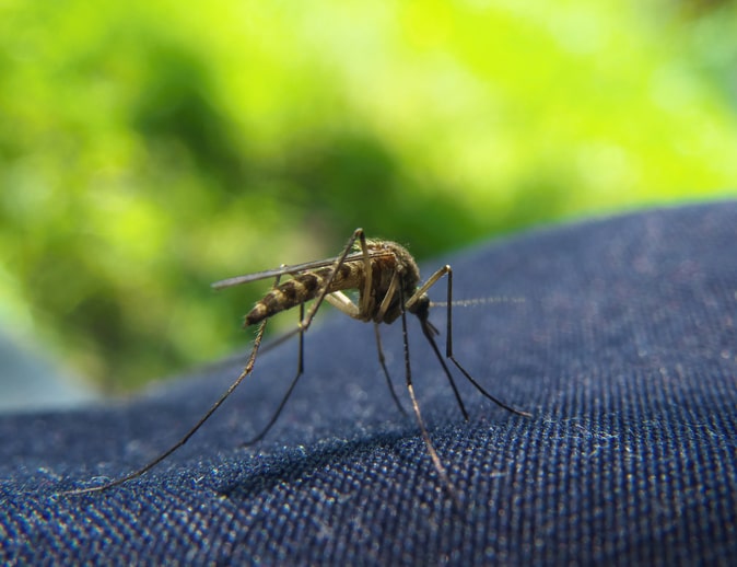 Are you Safe: Can Mosquitoes Bite Through Clothes