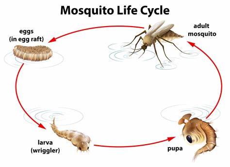 A mosquito lifecycle