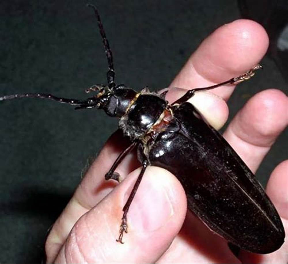 A Palo Verde Beetles