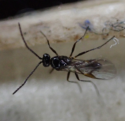 A Parasitic Wasp (Braconidae)