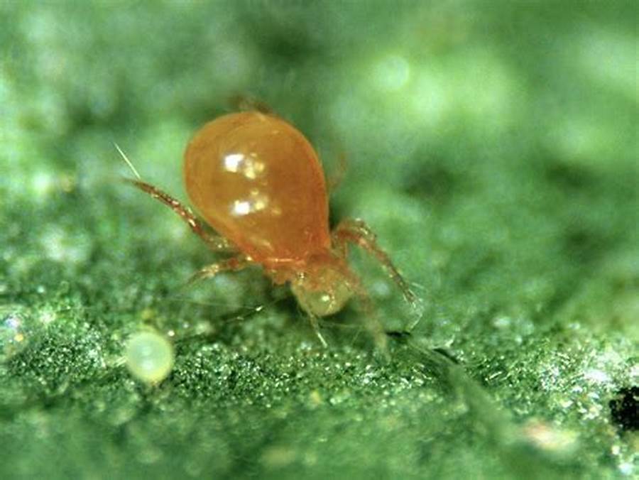 A Spider Mite Predator (Phytoseiulus PersiMilis0