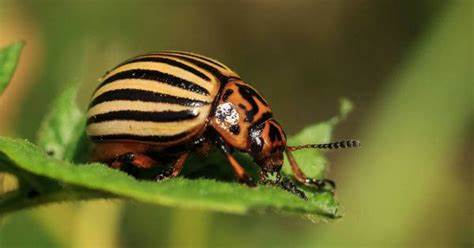 Stripped Yellow and Black Beetle