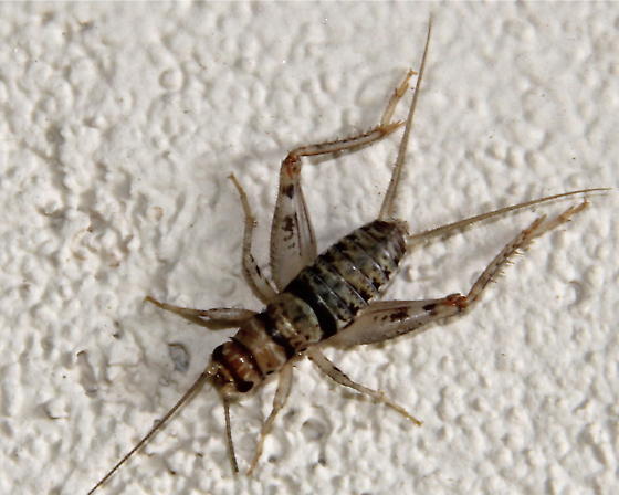 Tropical House Cricket (Gryllodes sigillatus)