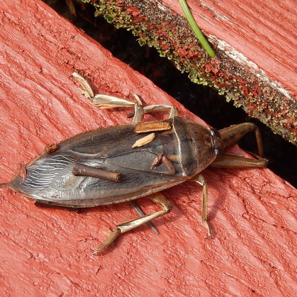 A water Bug